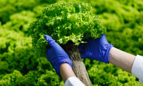 Biomedical & Food Tech